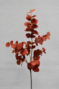 Eucalylptus - Red