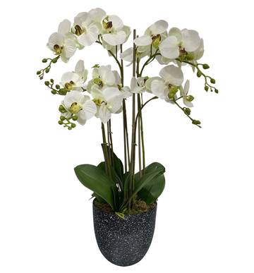 5 Stem White - Green Centre Orchid In Black Marble Pot