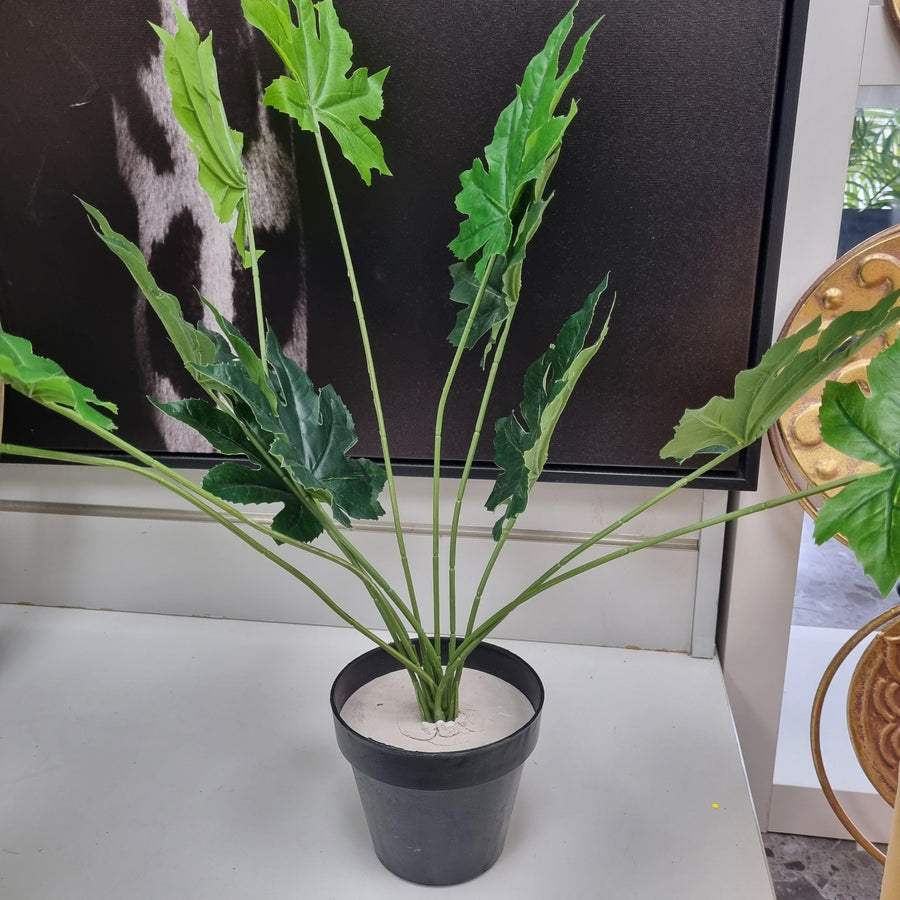 40cmh 7 Pronged Leaf Plant