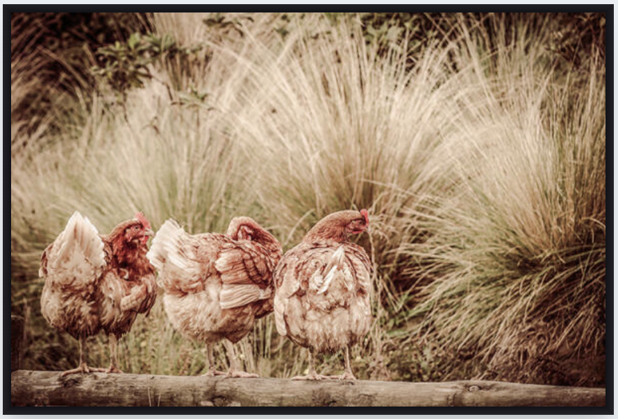Box Frame - Gathering Of The Girls
