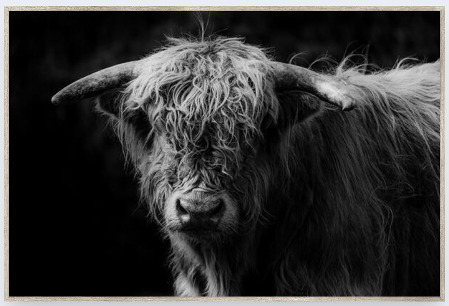 Box Frame - Hair 'n' Horns