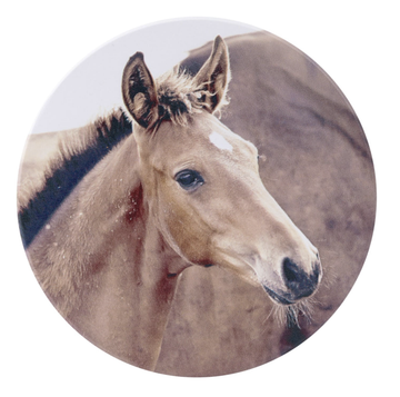 Rustic Meadow Foal Ceramic Coaster