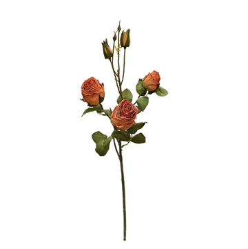 Cabbage Rose - Burnt Apricot