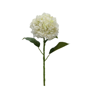 Heirloom Hydrangea - White