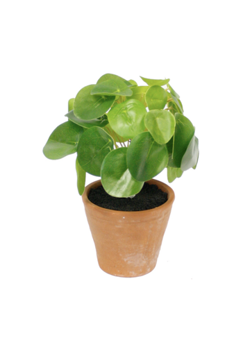 Chinese Money Plant Potted