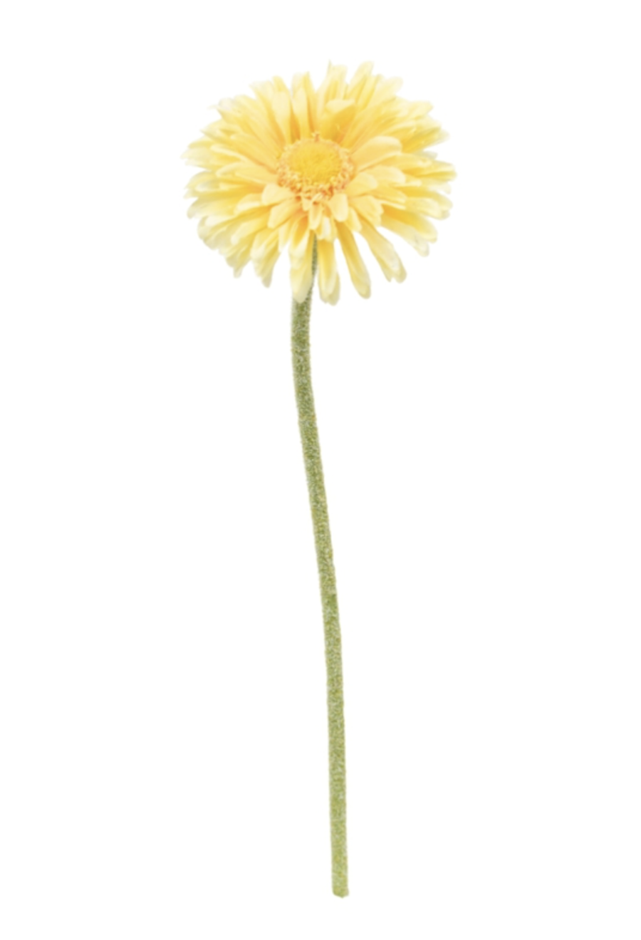 Single Mini Gerbera Yellow