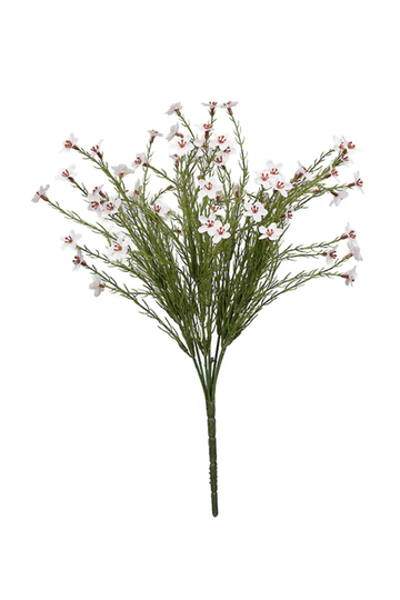 Wax Flower Bush Cream