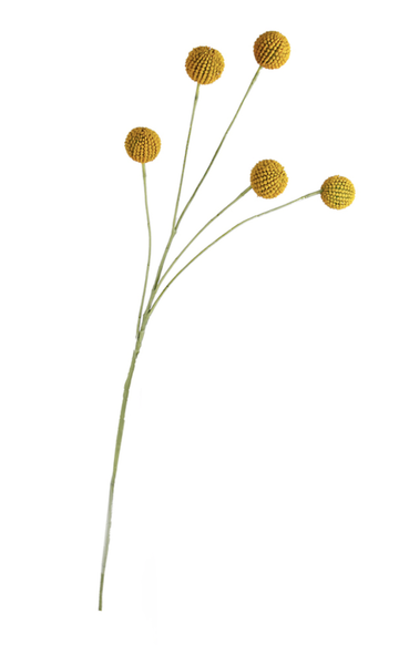 Billy Buttons Spray
