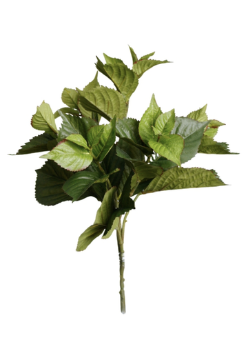 Hydrangea Leaf Bush