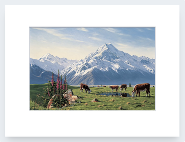Foxgloves, Mt Cook Art Print