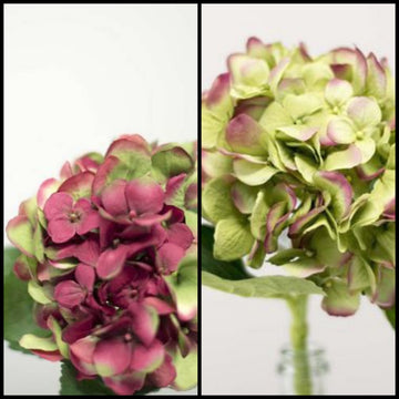 Water Stem Hydrangea