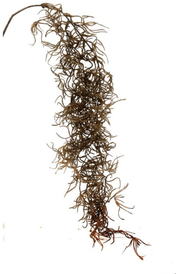 Dried Spanish Moss - Dark Brown