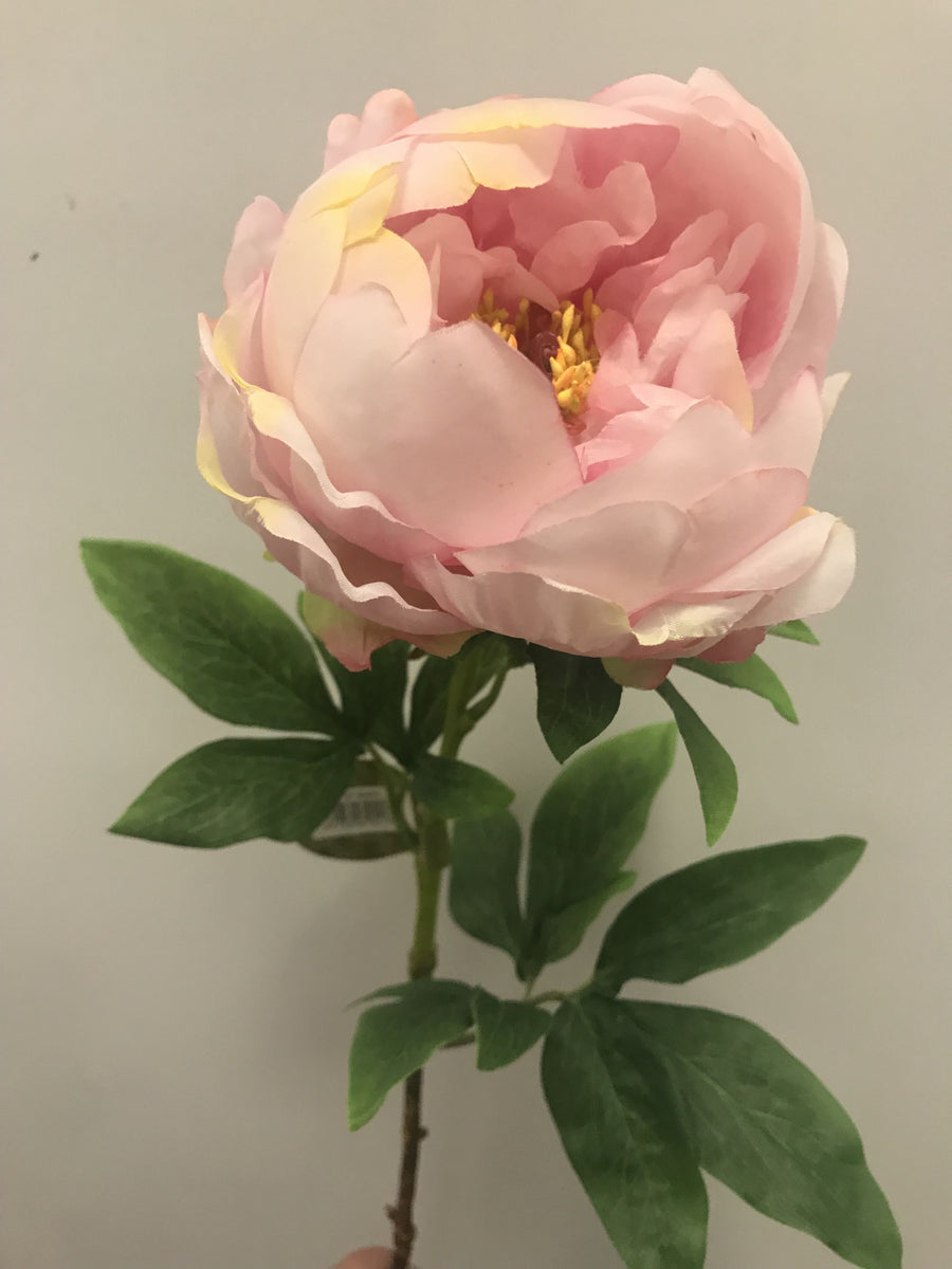 Angel Cupped Peony - Soft Pink