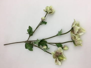 Helleborus - Green