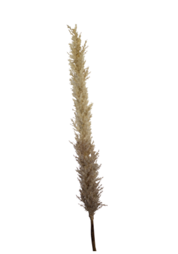 Long Stem Dried-Look Astilbe Spray - Brown