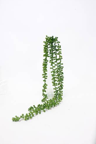 String of Beads Succulent