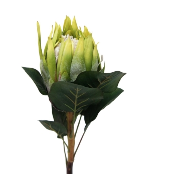 Green Protea