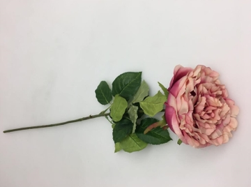Soft Pink Peony Rose
