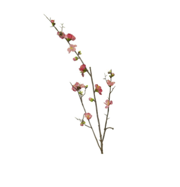 Cherry Blossom/Pink