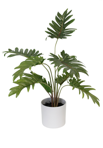 Potted Xanadu Philodendron in Ceramic Pot
