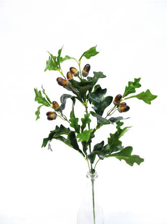 Oak Branch