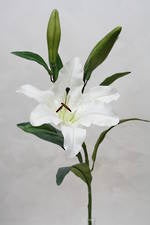 Rubrum Lily White
