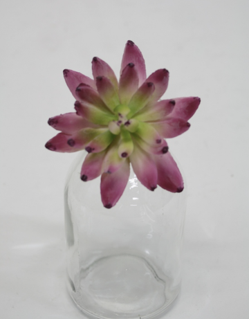 Albiflora Sedum Cerise