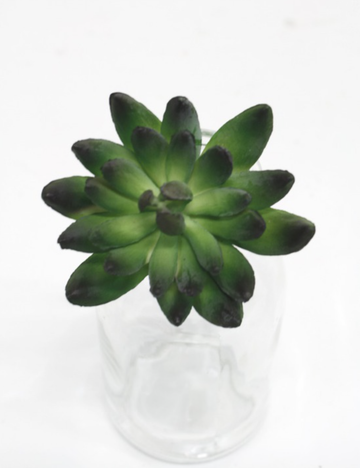 Albiflora Sedum Dark Green