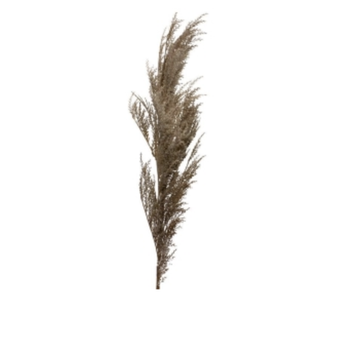 Soft Natural Coral Reed Spray - Light