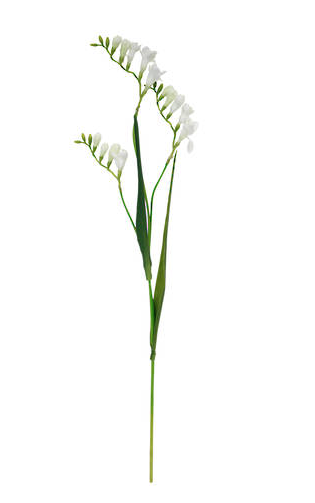 Freesia Spray - White