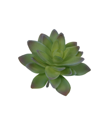 Lotus Succulent - Green/Grey Tips