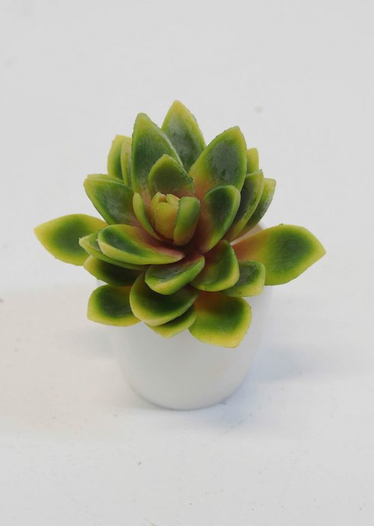 Lotus Succulent - Green/Yellow