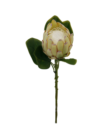 Queen Large Protea Spray - Green