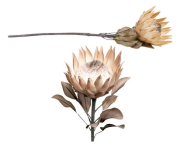 Dried Look Protea Large Head - Light Caramel