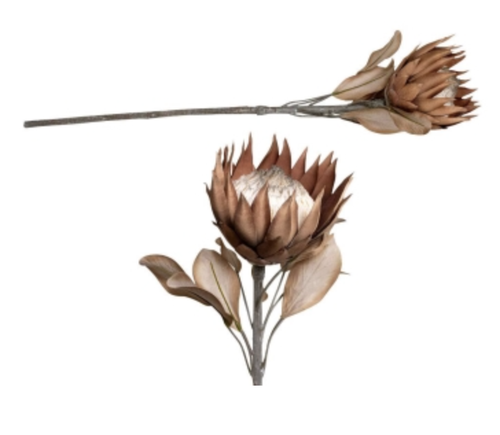 Dried Look Protea Large Head - Brown