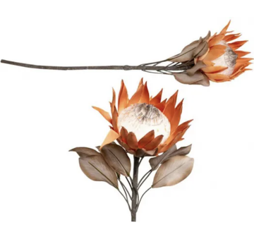 Dried Look Protea Large Head - Caramel