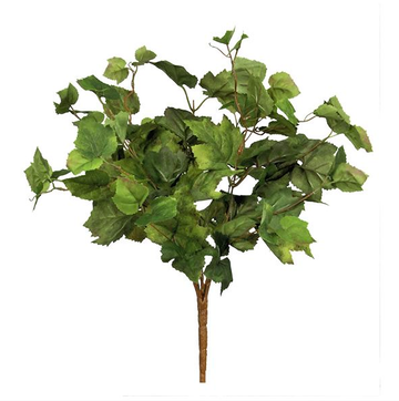 Grape Ivy Bush  -Green