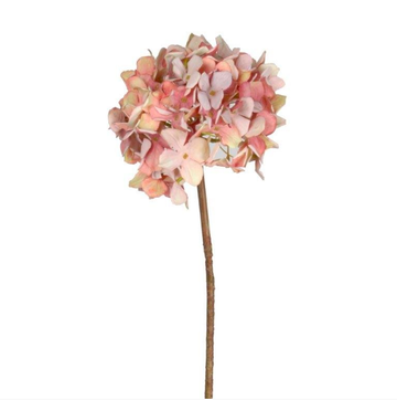 Grandiflora Hydrangea - Pinks