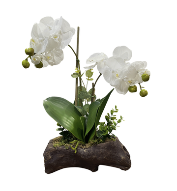 2 Stem White Orchid On Branch