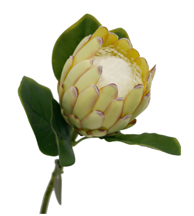 Queen Large Protea Spray - Green