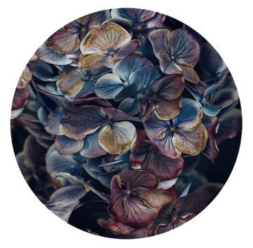 Wall Decal - Hydrangea Petals/50cm