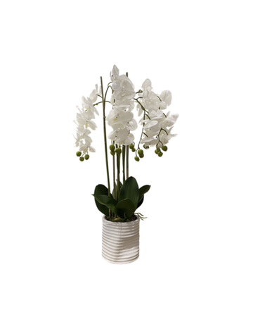 Large 5 Stem White Green Centre Orchid In Ribbed Pot
