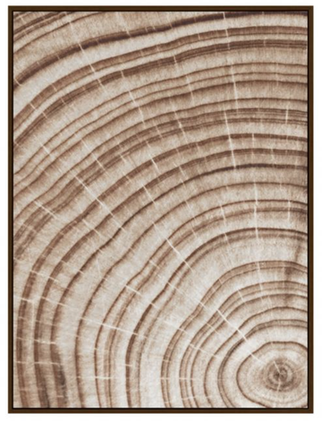 Tree Ring Canvas Art