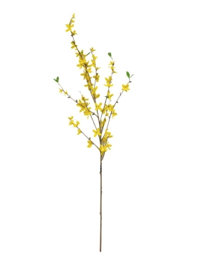 Winter Jasmine