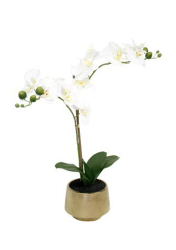 Phalaenopsis Real Touch Orchid with Gold Pot