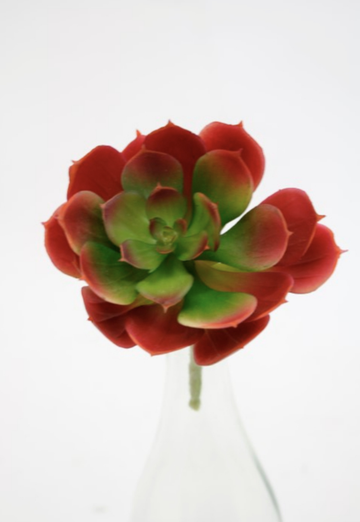 Red Edge Echeveria