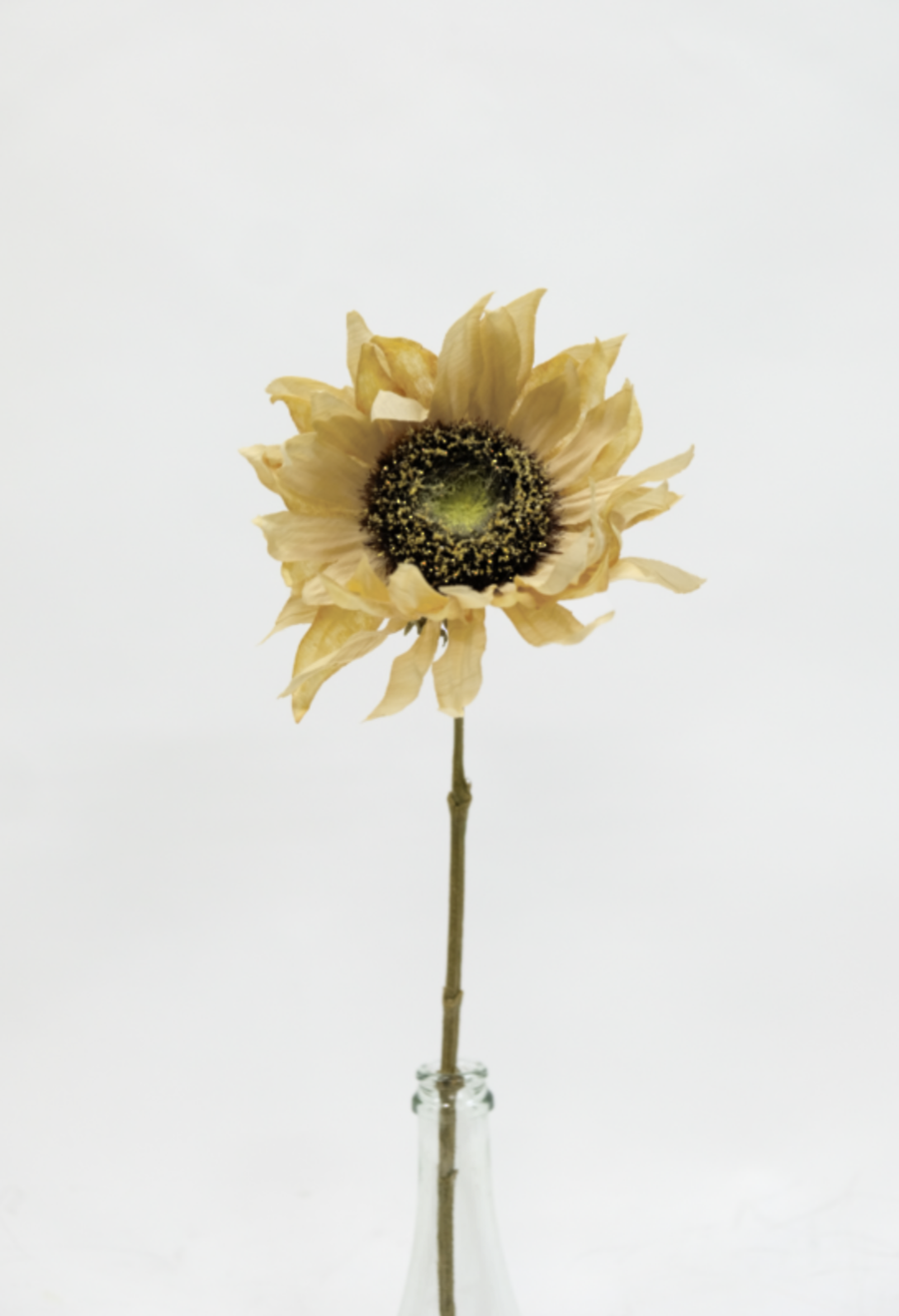 Dried Sunflower - Mustard Yellow