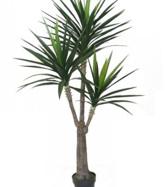 Yucca with Pot - Large