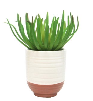 Succulent with White/Cement Pot